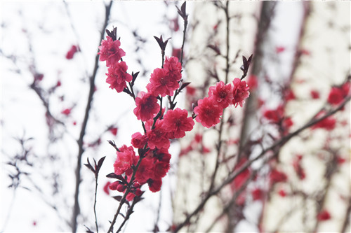 魯磁科技廠區(qū) 魯磁科技廠區(qū)